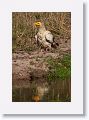 Egyptian Vulture