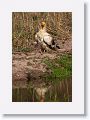 Egyptian Vulture