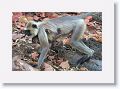 Hanuman Langur