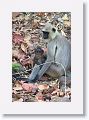 Hanuman Langur