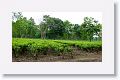 The park border road on the south side has tea plantations for neighbors