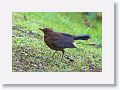 Blackbird (juvenile)