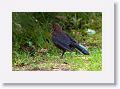 Blackbird (juvenile)