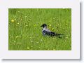 Hooded Crow