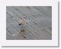 Great Black-backed Gull (juvenile)