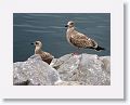 Great Black-backed Gull (juvenile)