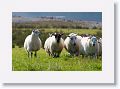 Sheepdog demonstration