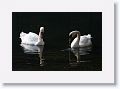 Mute Swans