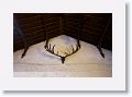 A rack of the extinct Giant Irish Elk, the largest deer that ever lived, in the great hall of Cathair Castle