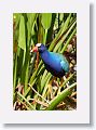 American Purple Gallinule