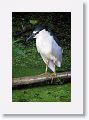 Black-crowned Night Heron