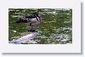 Wood Duck