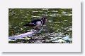 Wood Duck