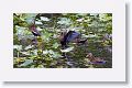 Black-bellied Whistling Duck