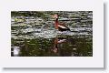 Black-bellied Whistling Duck