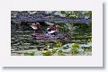 Black-bellied Whistling Duck