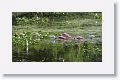 Mixed group featuring Roseate Spoonbill