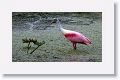 Roseate Spoonbill