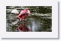 Roseate Spoonbill