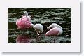 Roseate Spoonbill and White Ibis