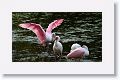 Roseate Spoonbill and White Ibis