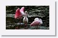 Roseate Spoonbill and White Ibis