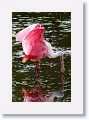 Roseate Spoonbill