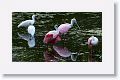 Roseate Spoonbill and White Ibis