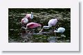 Roseate Spoonbill and White Ibis