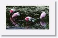 Roseate Spoonbill