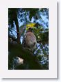 Red-shouldered Hawk