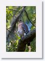 Red-shouldered Hawk