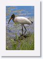 Wood Stork