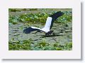 Wood Stork