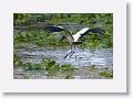 Wood Stork