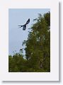 Swallow-tailed Kite