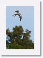 Swallow-tailed Kite