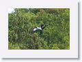 Swallow-tailed Kite