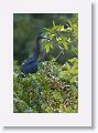 Little Blue Egret