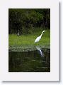 Little Blue and Great Egret