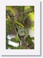 Ruby-throated Hummingbird on nest