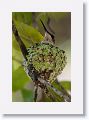 Ruby-throated Hummingbird on nest