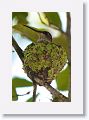 Ruby-throated Hummingbird on nest