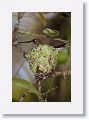 Ruby-throated Hummingbird on nest