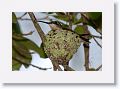 Ruby-throated Hummingbird on nest