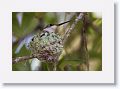 Ruby-throated Hummingbird on nest