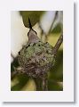 Ruby-throated Hummingbird on nest