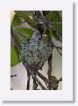 Ruby-throated Hummingbird feeding chicks