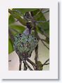 Ruby-throated Hummingbird feeding chicks