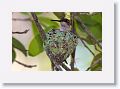 Ruby-throated Hummingbird on nest